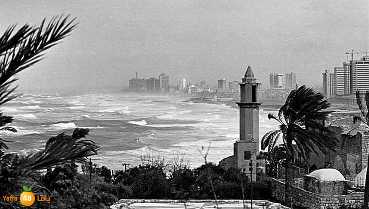 yaffa04913 (5).jpg